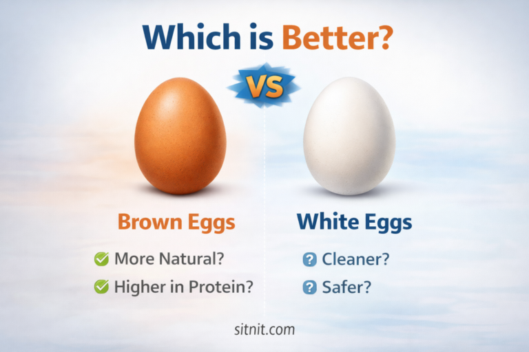 Brown egg vs white egg